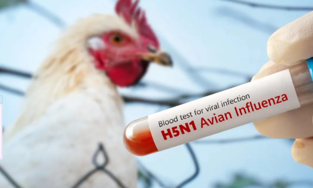 Bird Flu: Understanding the Spread and Prevention