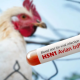 Bird Flu: Understanding the Spread and Prevention