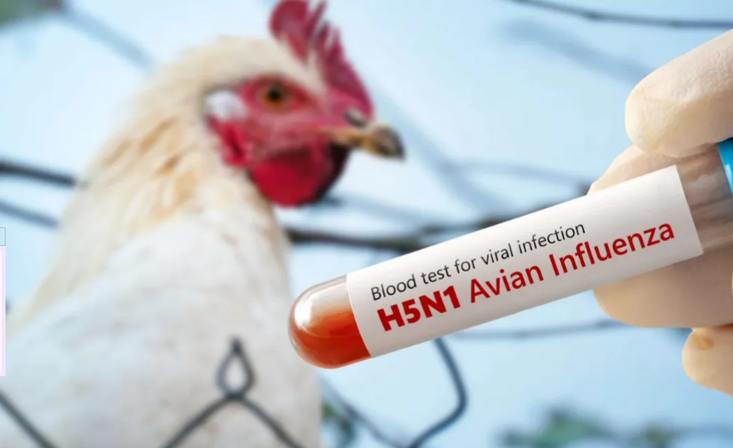 Bird Flu: Understanding the Spread and Prevention