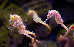 Seahorse