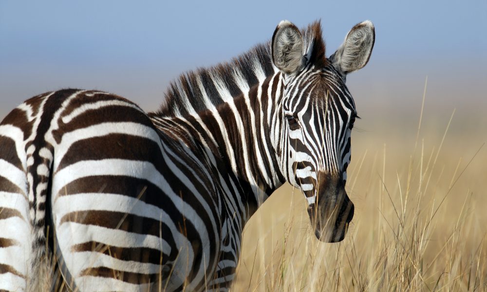 Zebra