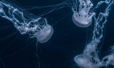 Jelly Fish