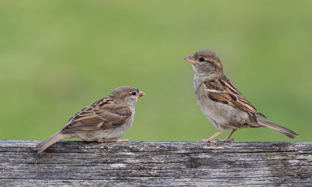 Sparrows