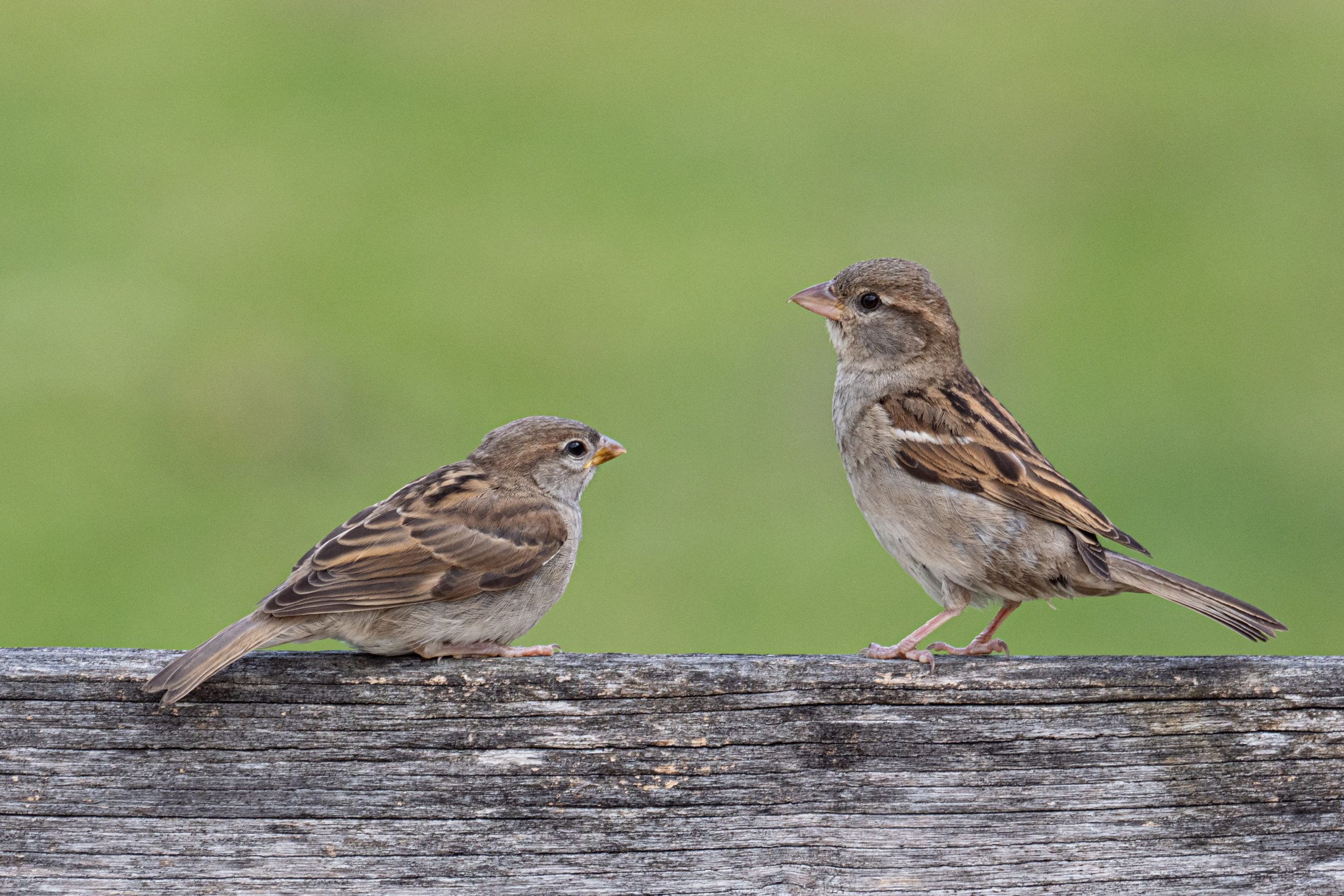 Sparrows