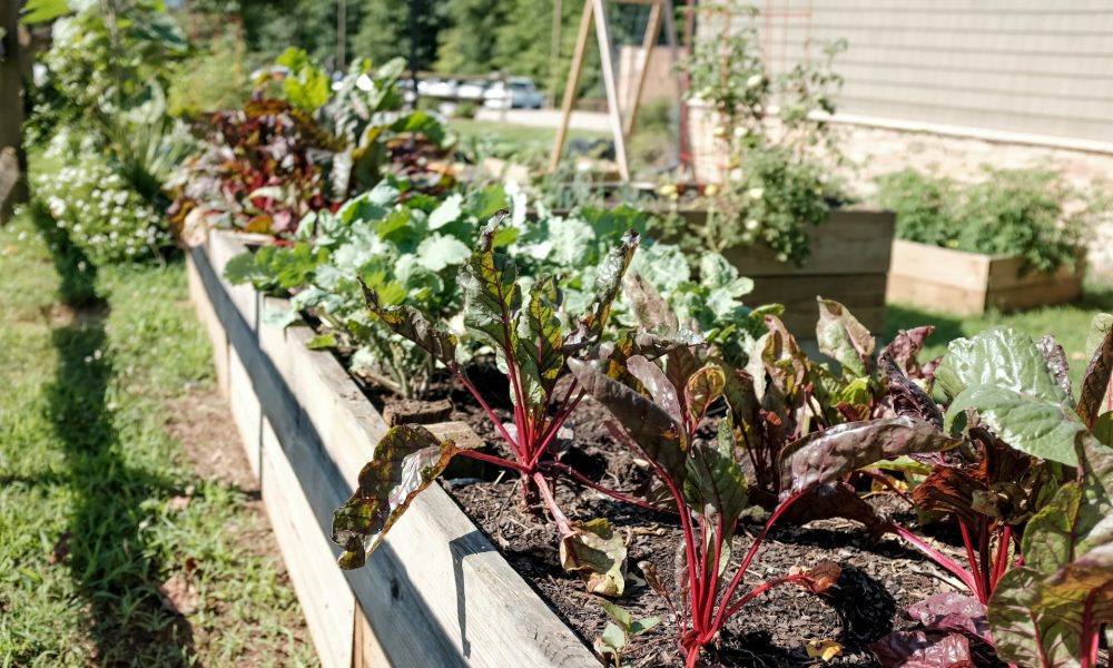 growing your own fruits and vegetables