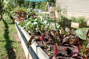 growing your own fruits and vegetables