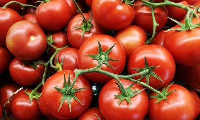 disease-resistant tomatoes