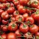 disease-resistant tomatoes