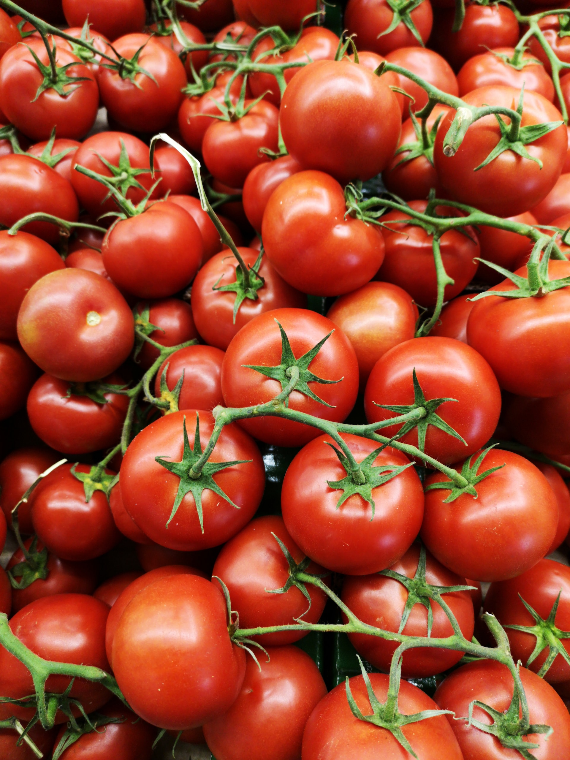 disease-resistant tomatoes