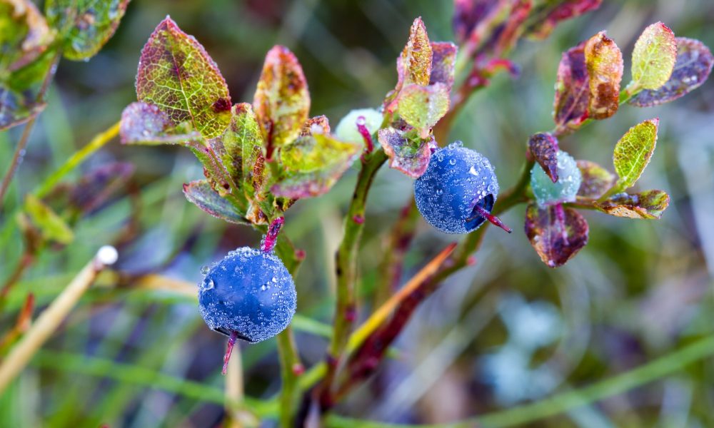 blueberries