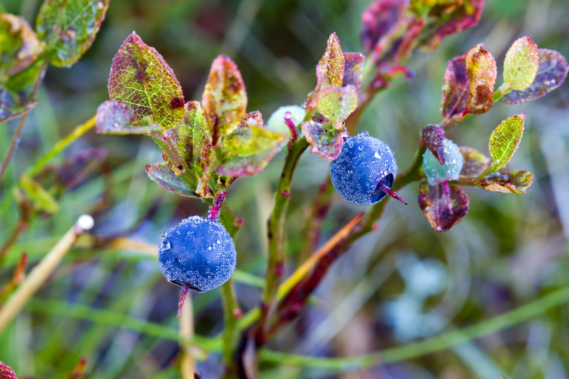 blueberries