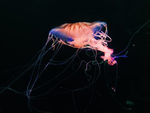 Jellyfish