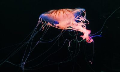 Jellyfish