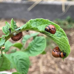 Garden pests