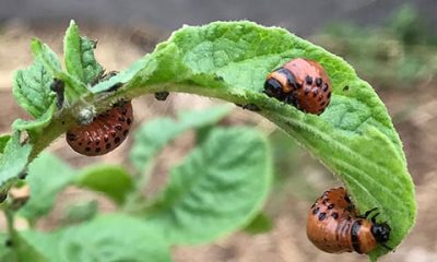 Garden pests