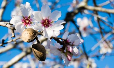 Almonds' Growth Story