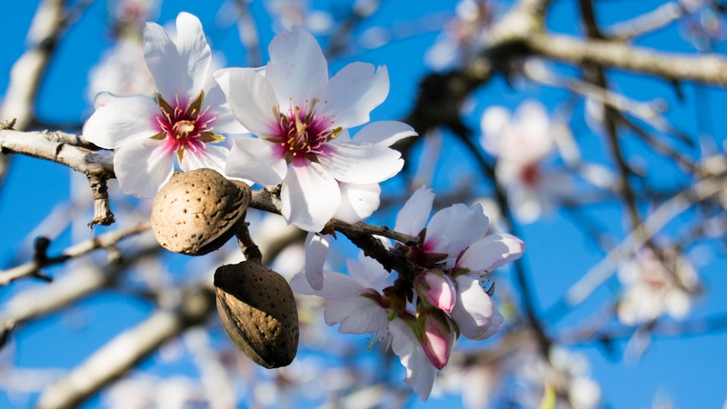 Almonds' Growth Story