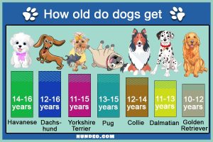 Dog Lifespan