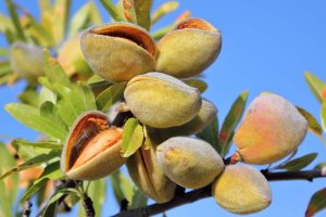 Nurturing Almonds