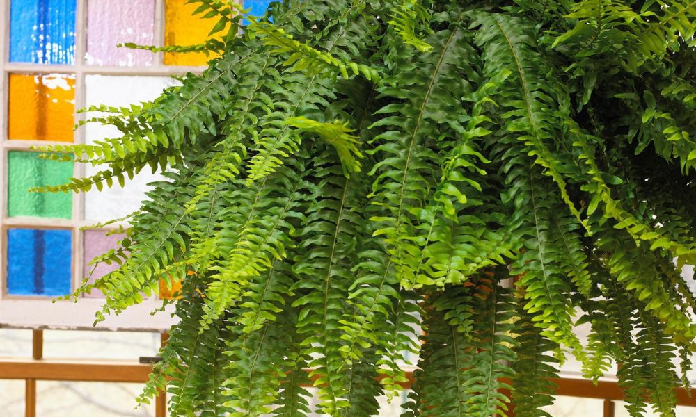 Fern Plants