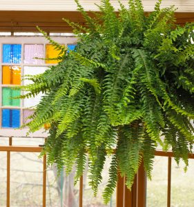 Fern Plants