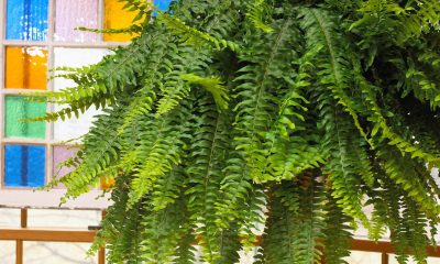 Fern Plants