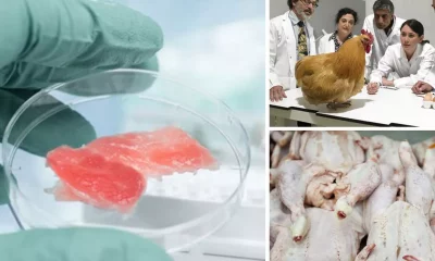 Lab-Grown Meat