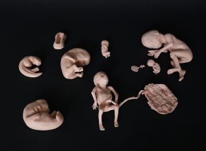 Embryo Replicas