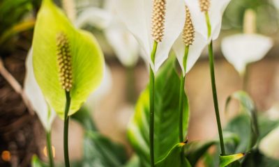 Peace Lily