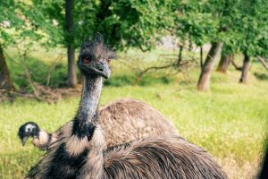 Ostrich