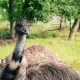 Ostrich