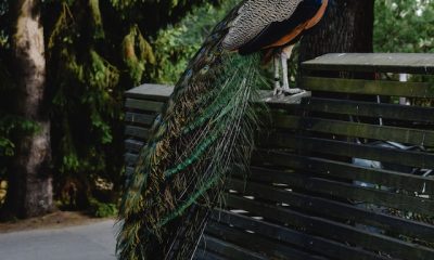 Peacock