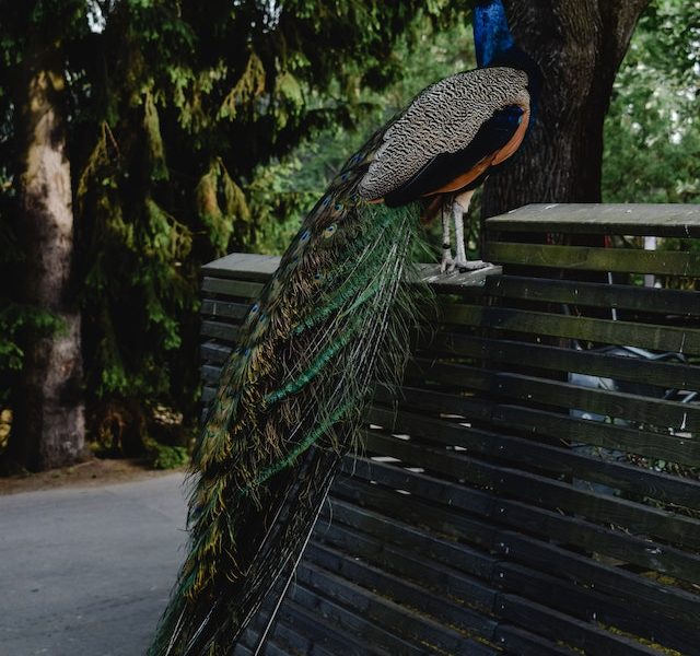 Peacock