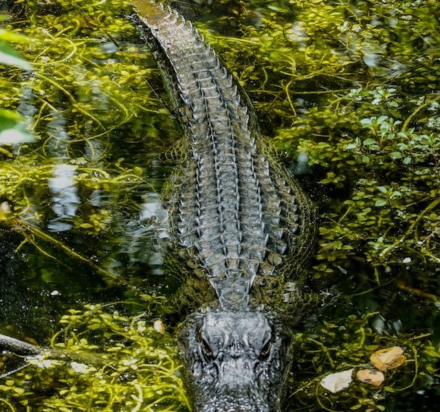 Crocodile