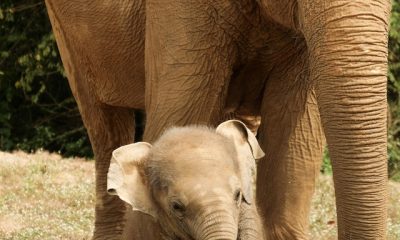 Elephants