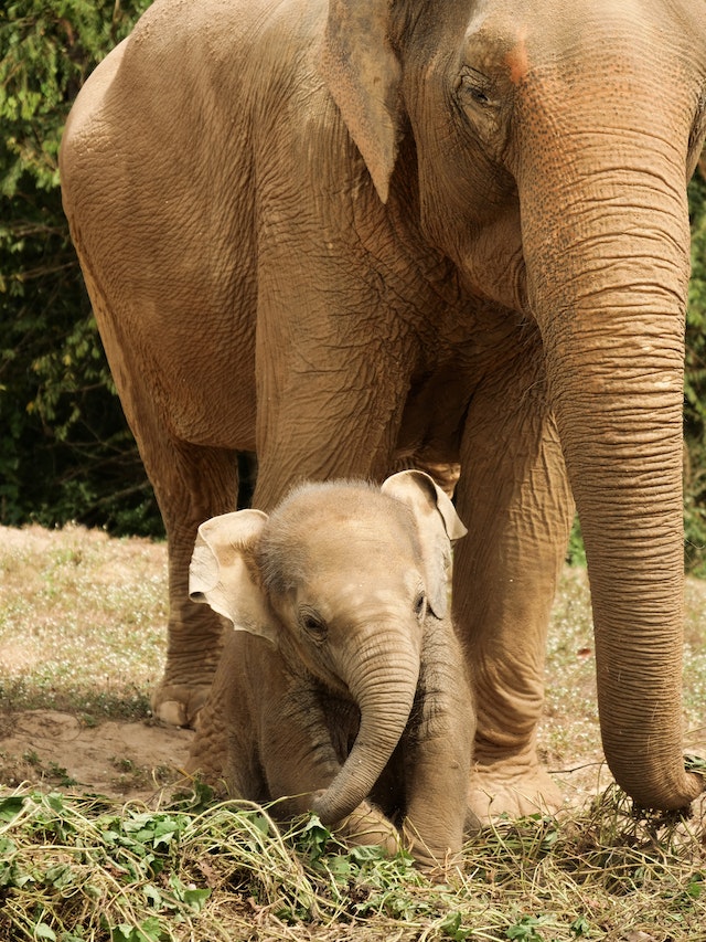 Elephants