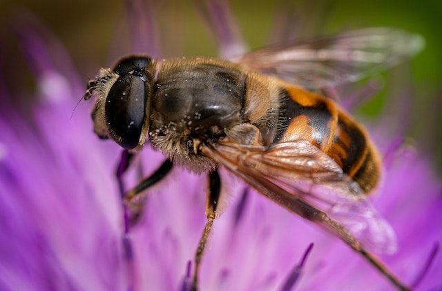 Bee