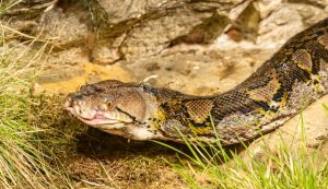 Snake Mating