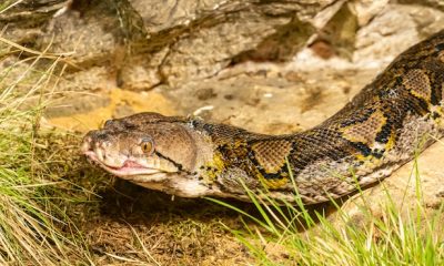 Snake Mating