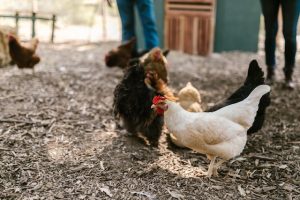 Poultry Farm