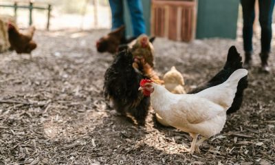 Poultry Farm