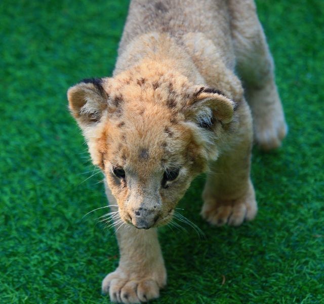 Baby Cub