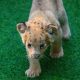 Baby Cub