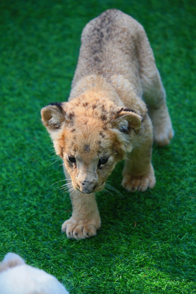 Baby Cub