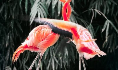 flamingo