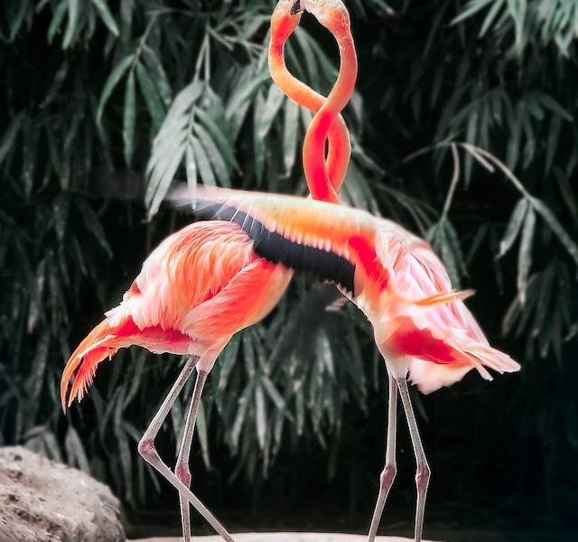 flamingo