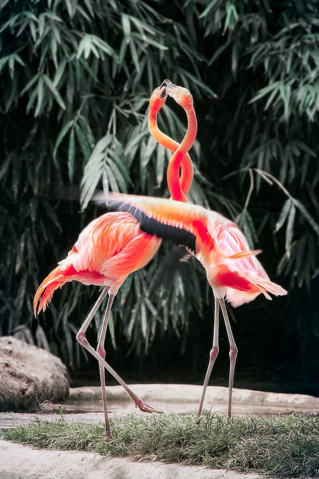 flamingo