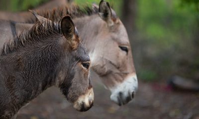 Donkeys