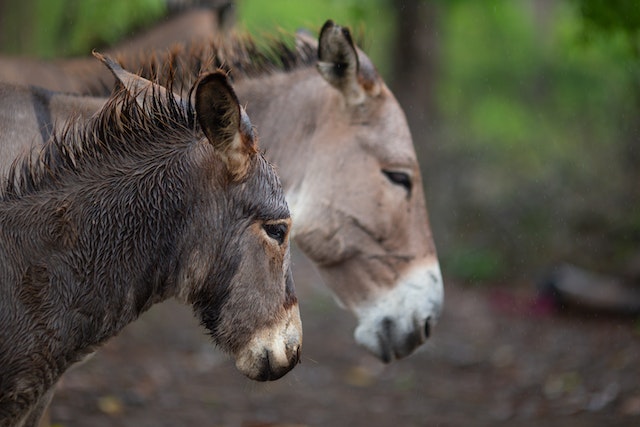 Donkeys