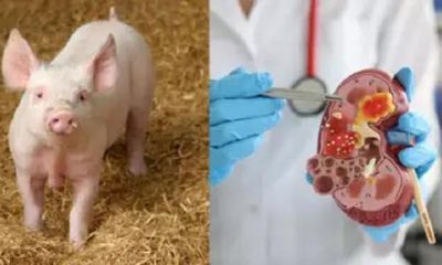 Pig Embryos